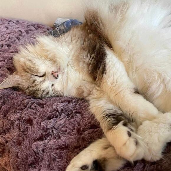 1960s Orange Wool Coat Young Elegants Double Breasted Lucite Buttons S/M Pockets - Picture 16 of 16